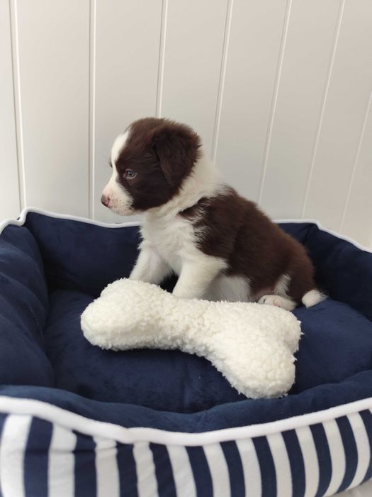 Border collie. Szczeniak. Suczka. Badania.
