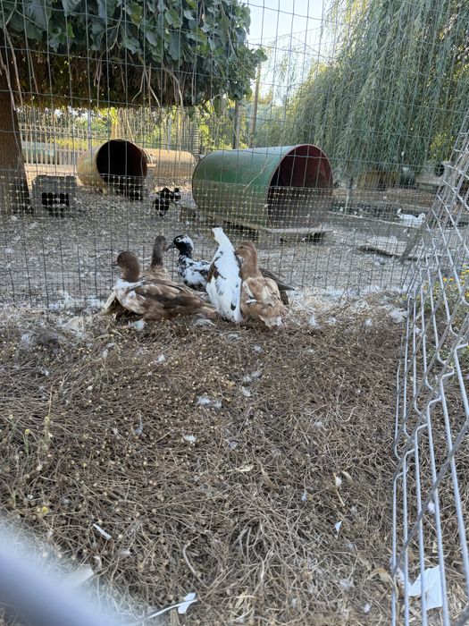Patos call duck ou mignons