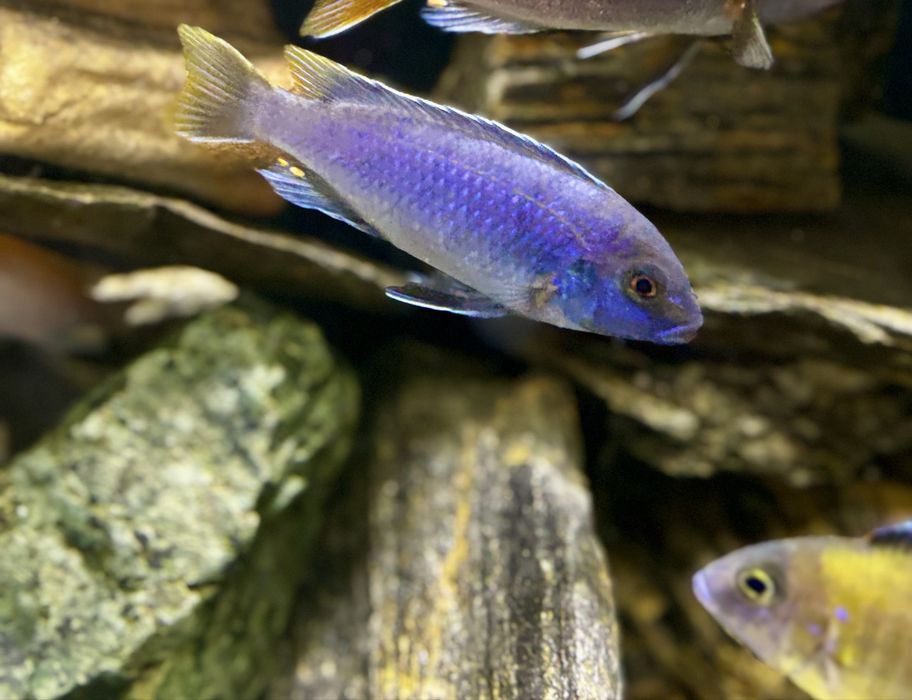 Pyszczak acei samiec