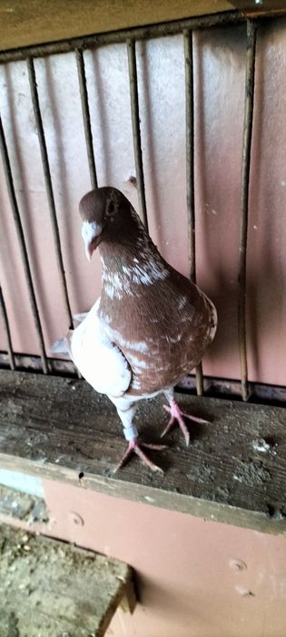 Gołębie pocztowe: tygrysy i mulemansy