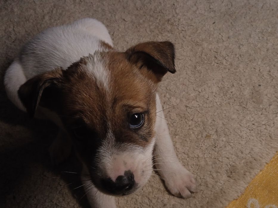 Щенки менше місяцю