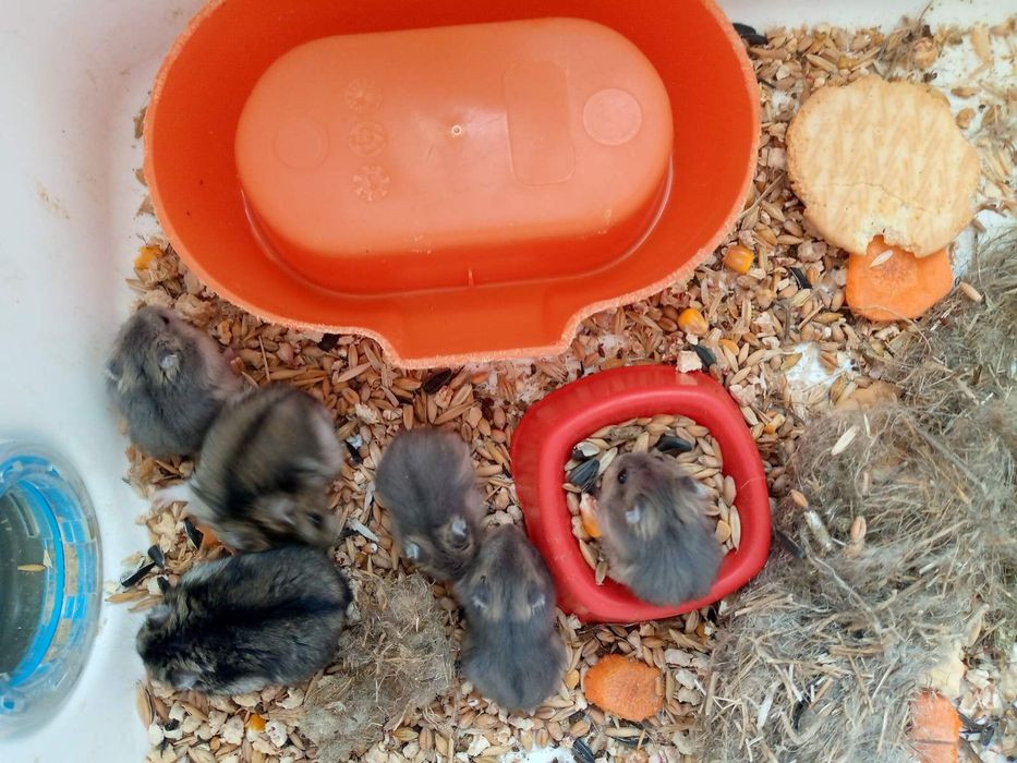 Хомячки Кременчуг