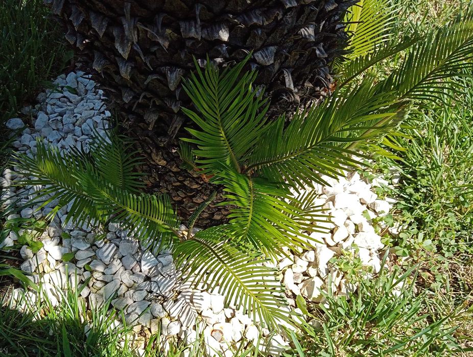 Sica "filhos" jardim