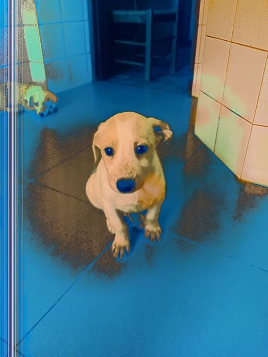 3 Cachorros para adoção responsavel...urgente