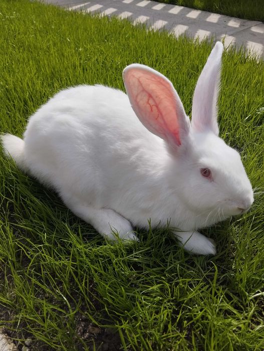 Кролі породи Термонці