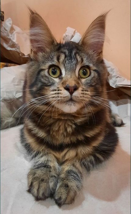 распродажа питомника