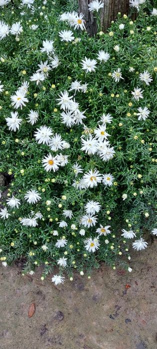 Білі низькорослі осінки або осіння айстра