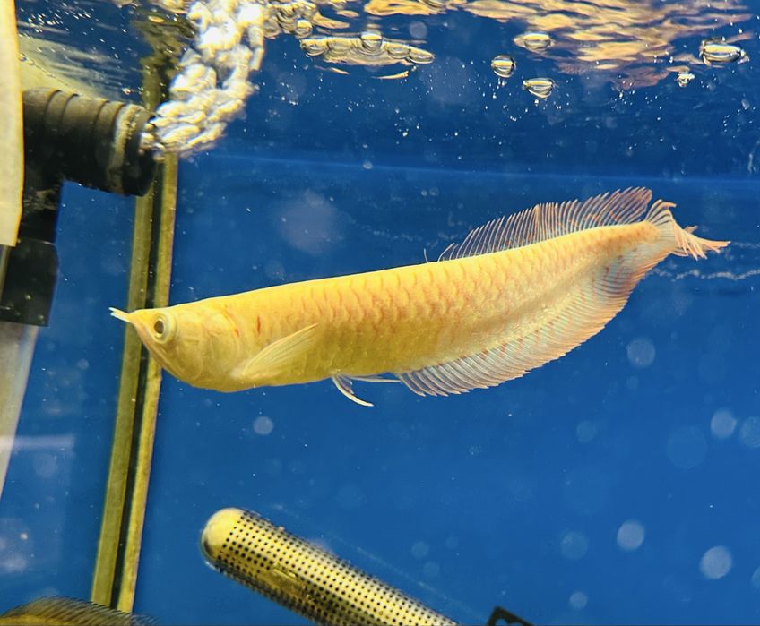 Арована альбино  Osteoglossum bicirrhosum albino 20см
