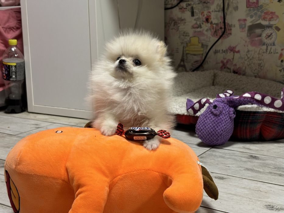 Дівчинка мікро помка