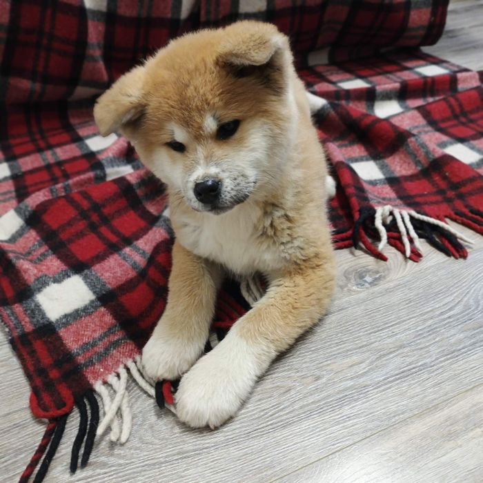 Песики Акіта-іну