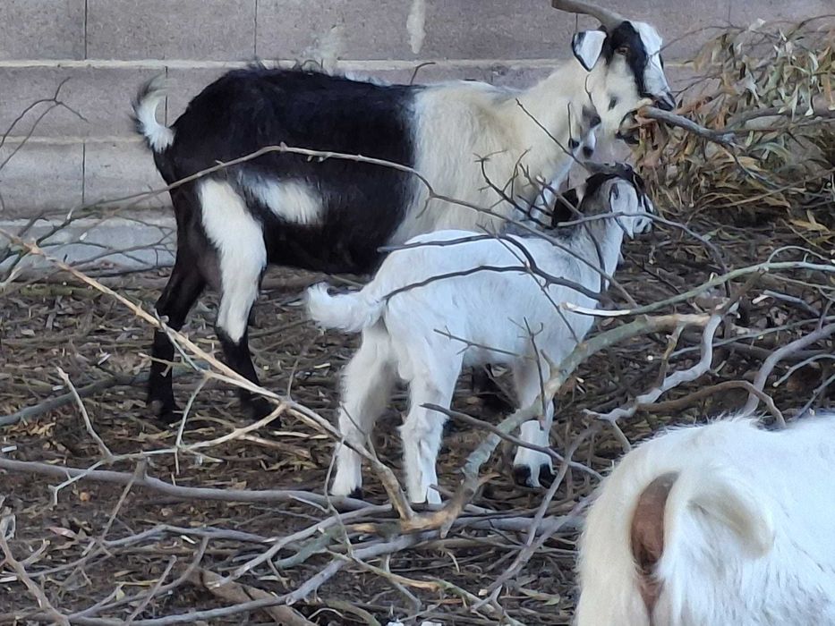 Vende-se Lote Completo: 7 Animais Boer Cruzados, Carne de Elite