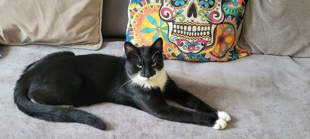 Pieknÿ kocur Feluś do adopcji!