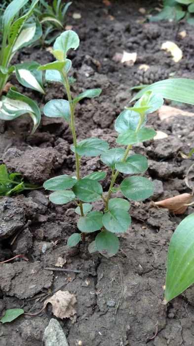 Кизильник горизонтальный