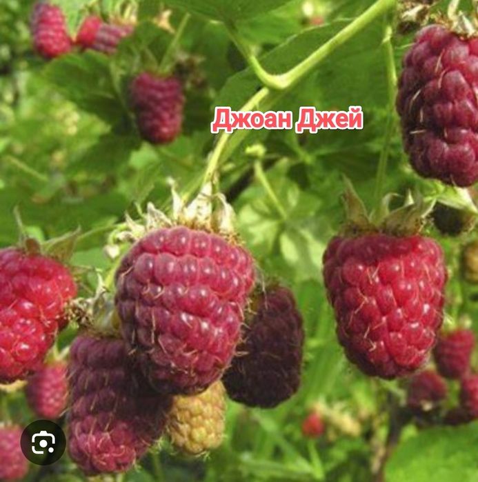 Малина, саджанці