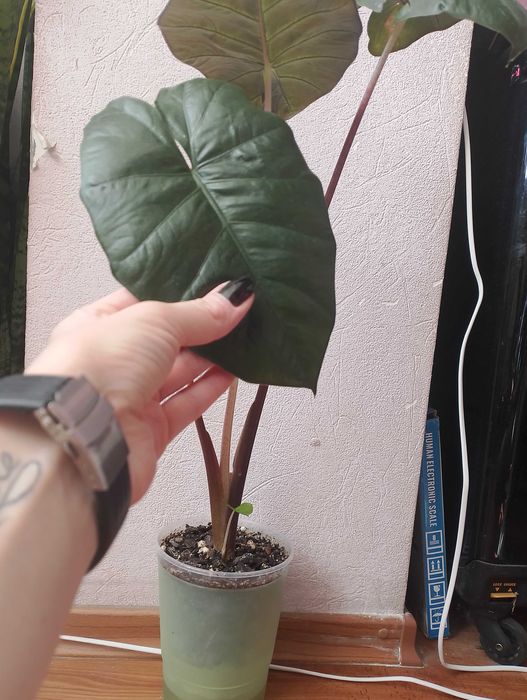 Алоказія принцеса Юкатана