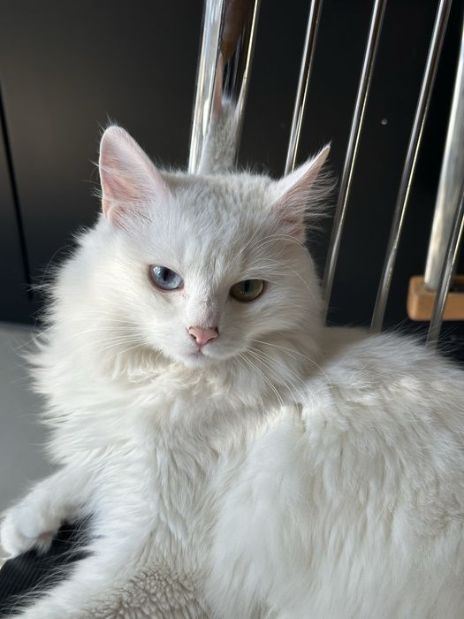 Відаам кішку з різними очима