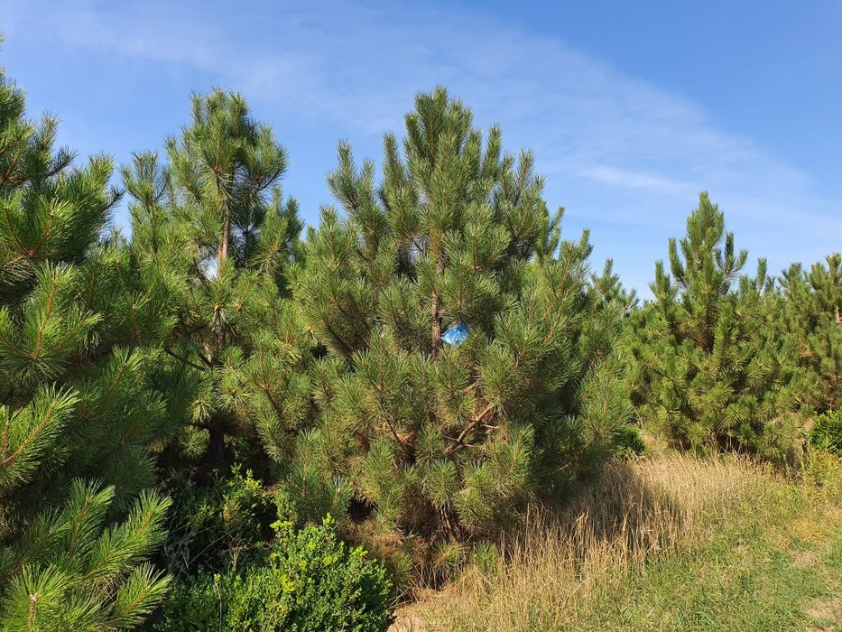 Сосна крымская 0,1-8 метров. Доставка, посадка, гарантия.