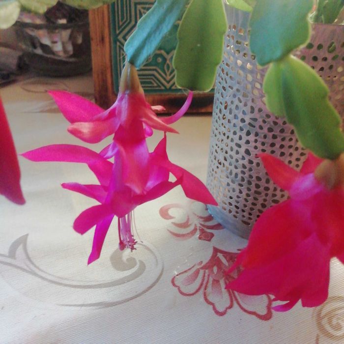 Продам цветущий Рождественник Зигокактус