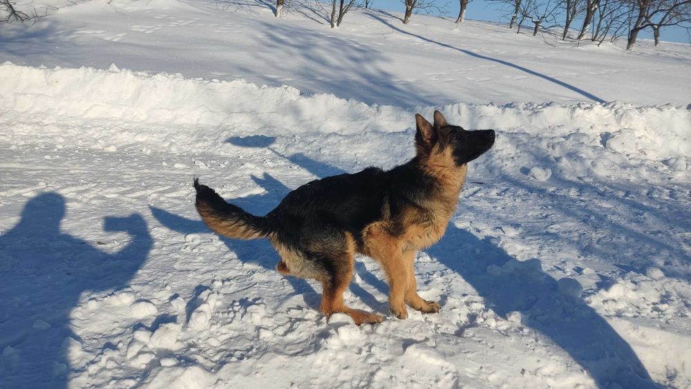 Дівчинка Німецька вівчарка