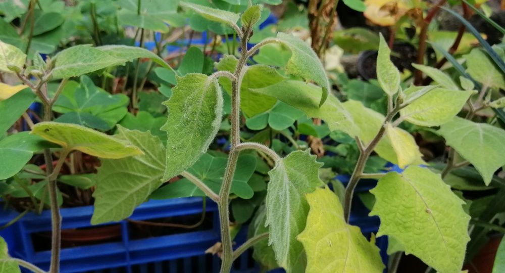 Physalis / fisalis - planta em vaso/muda