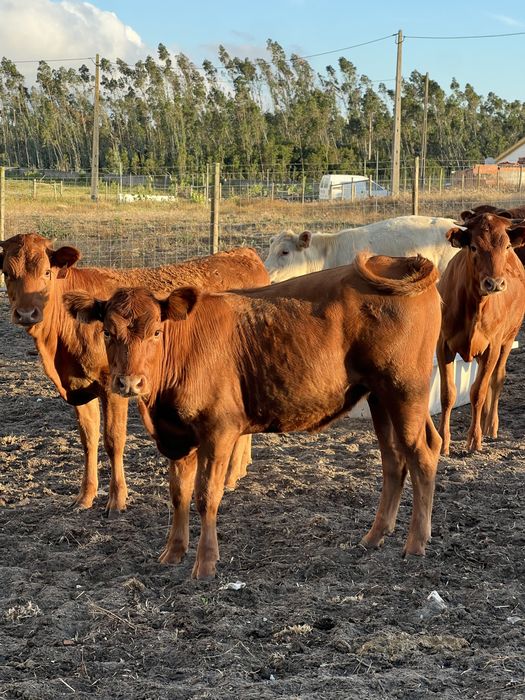 Vitelas Cruzadas de carne