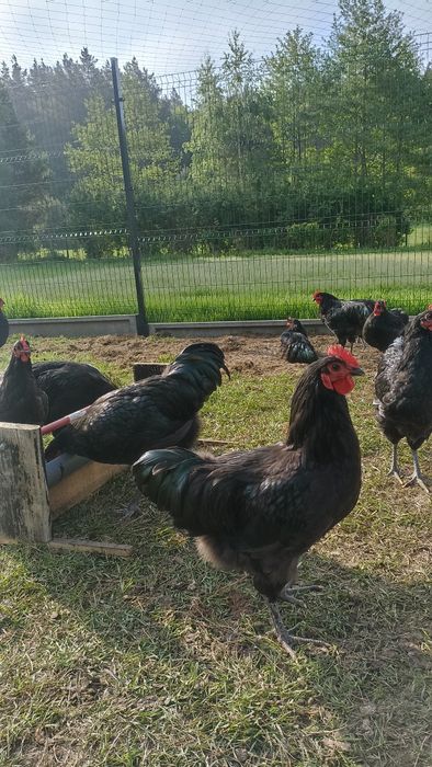 Australorpy koguty 4 miesięczne