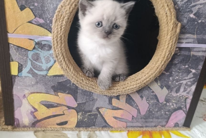 Шотландские котята