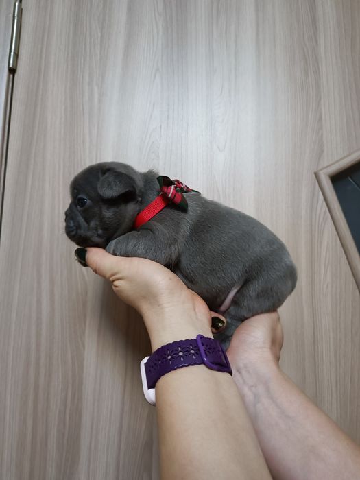 Два чудових хлопця