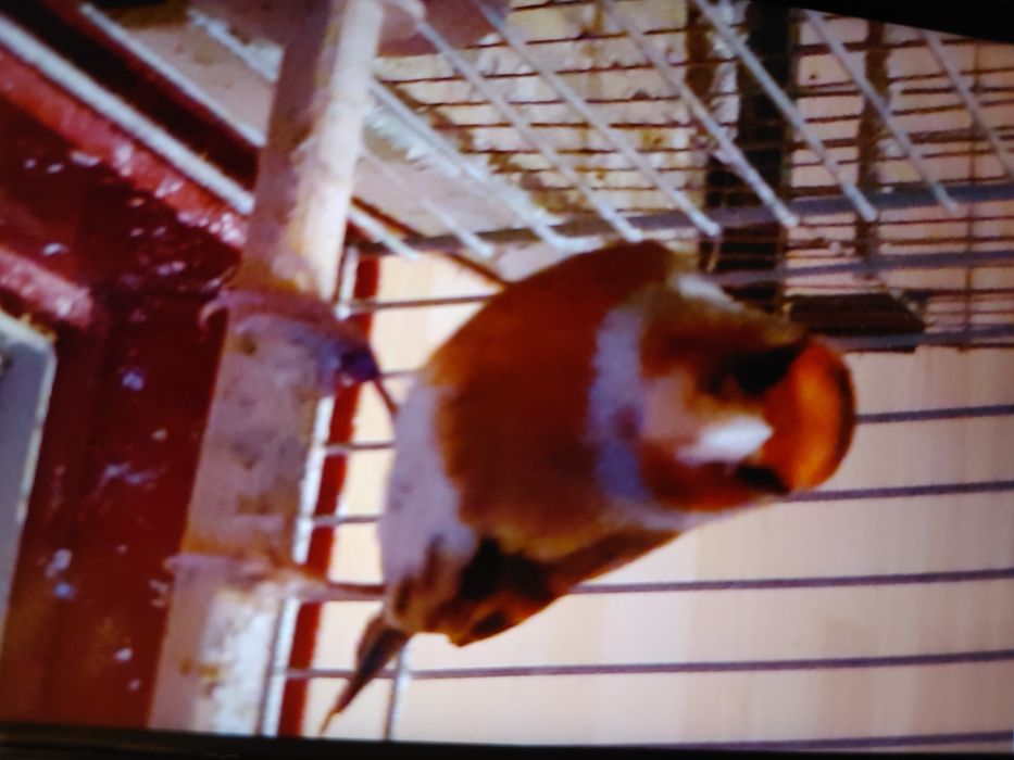 Sprzedam bastardy po Szczygla i po makolągwie