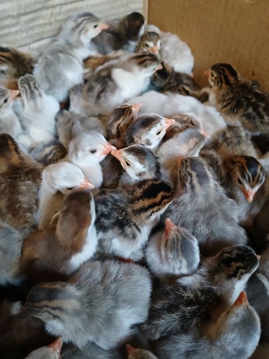 Цесарки. Цесарята.