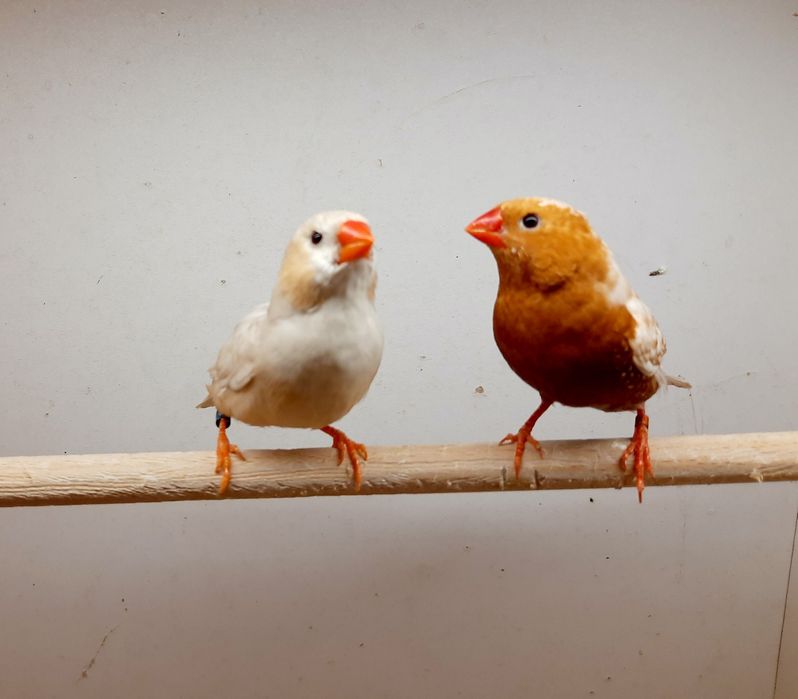 Zeberki zeberka Rudopierśne