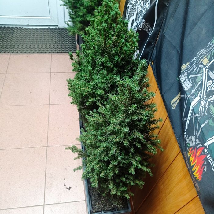 Кашпо для квітів