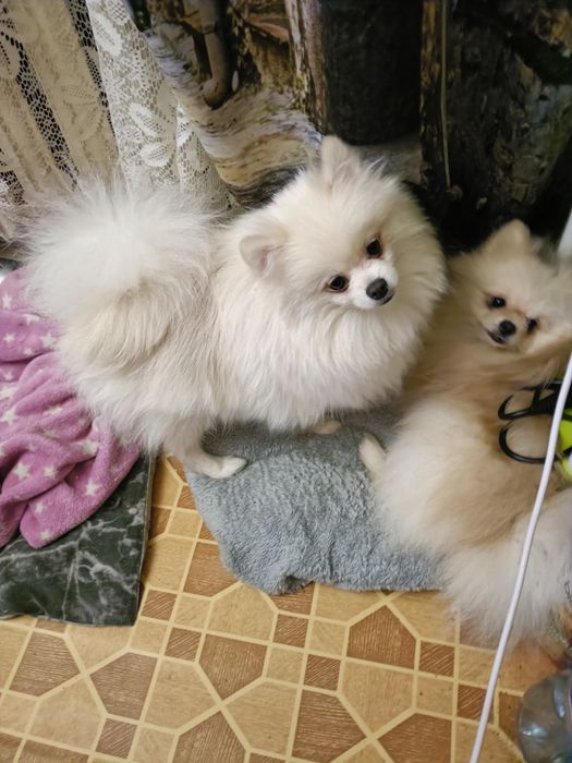 Жених Для Вязки Померанский шпиц документы Ксу