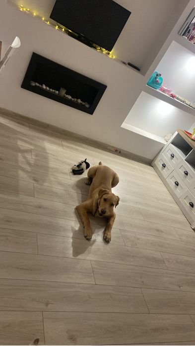 Piesek do adpocji