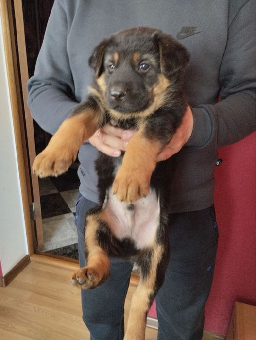 Продам цуценят Німецької вівчарки