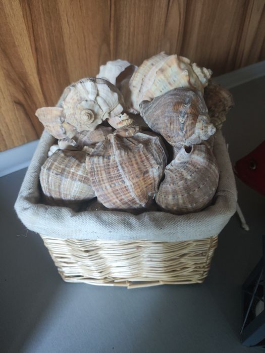 Muszelki oddam za darmo