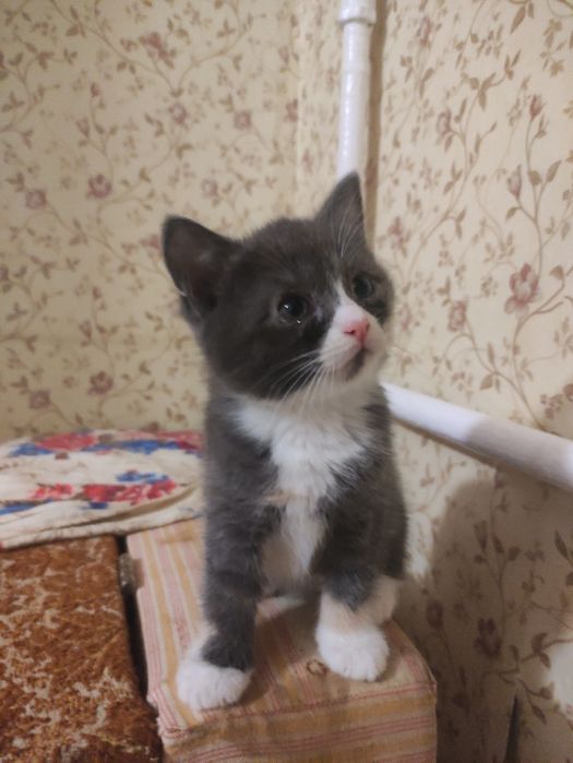Дарую котиків 2 місяці