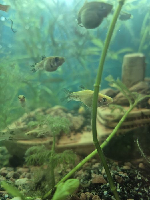 Молінезія  – 10 грн/шт