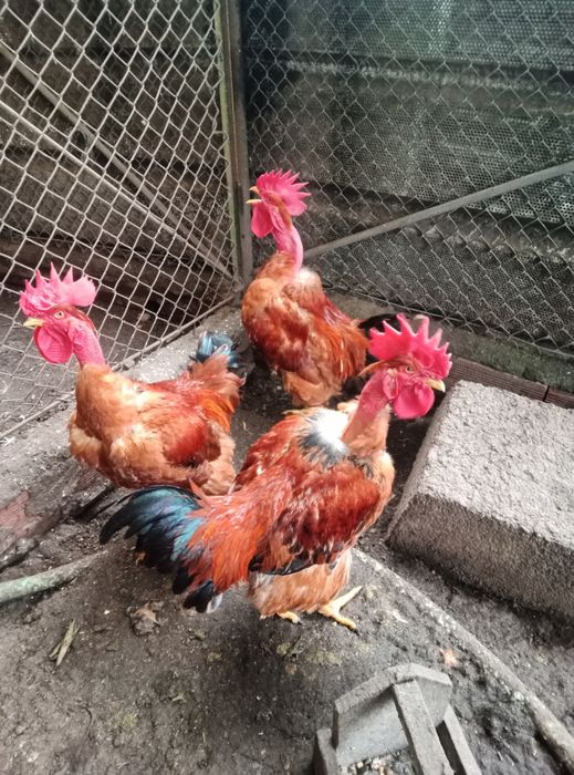 Vendo galos caseiros