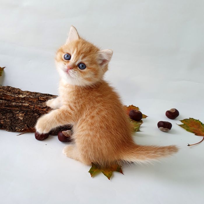 Британские котята, клубные котики, кошечки. Есть разные окрасы г. Киев