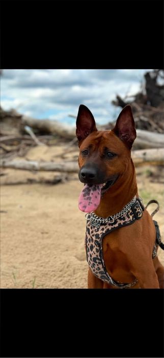 Pies Thai Ridgeback