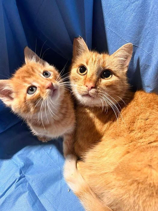 Mam tylko imię. Proszę Cię o dom.