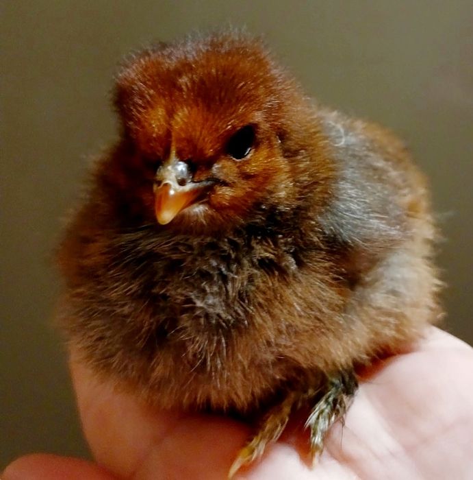 Цыплята Кохинхин и инкубационное яйцо