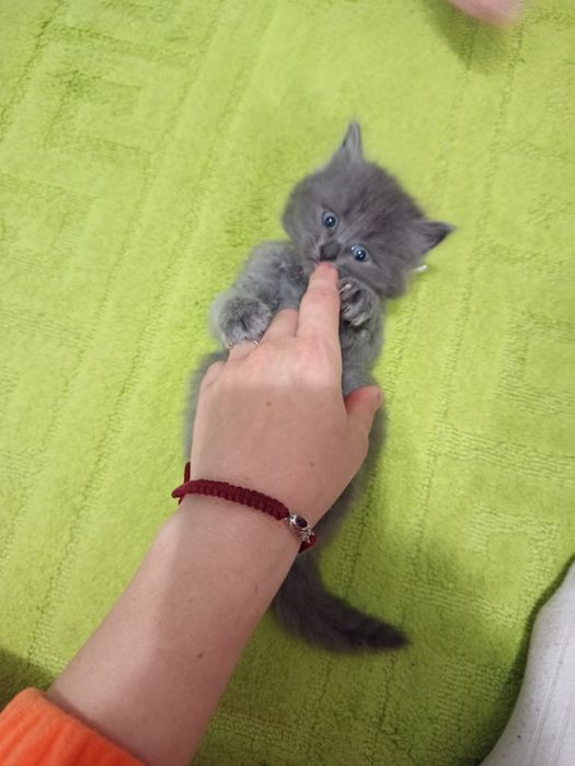 Віддаємо котиняток в добрі руки.