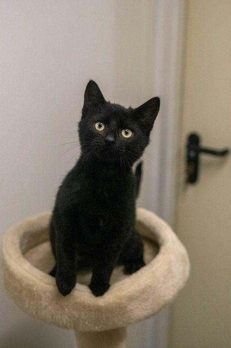 Słodki Hebanek szuka domu