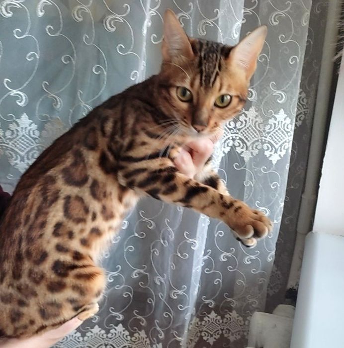 Бенгальська дівчинка