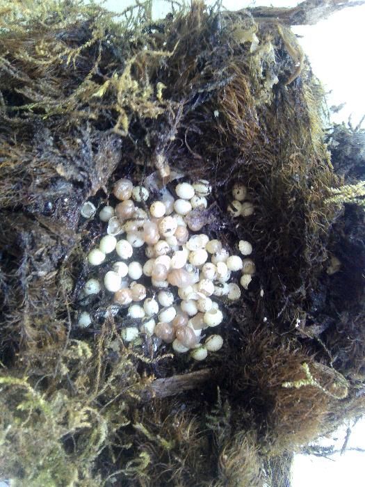 Равлики. Улитки Ахатини ( Альбіноси )Відправляємо по всій Україні...