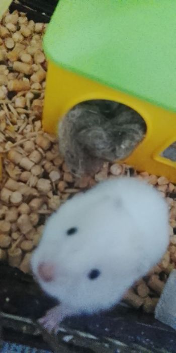 Продаються хомячки