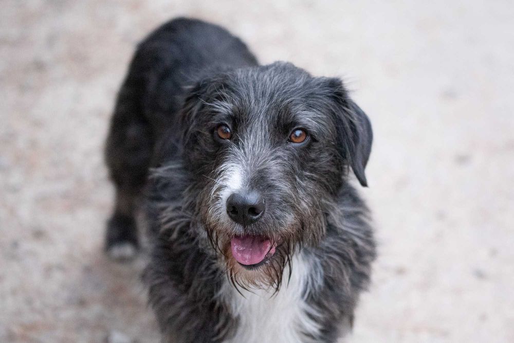 GOLEX - mały wesoły piesek poleca się do adopcji
