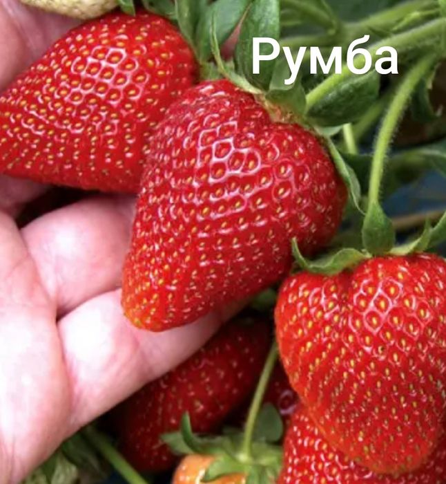 Саджанці полуниці .
